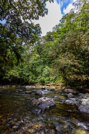 Andean choco river, a lot of green jungle, pure water and round rocksの写真素材