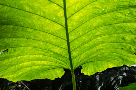 Giant green leaf with its well-marked veins seen in backlight