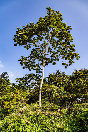 The yagrumo, yarumo, guarumo or guarumbo (Cecropia peltata) extends from Mexico to South America. It...
