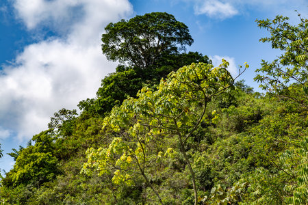 The yagrumo, yarumo, guarumo or guarumbo (Cecropia peltata) extends from Mexico to South America. It grows on mountain slopes, in cloud forests, its leaves look silver.の写真素材