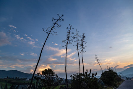 Agave plants on blue background in dramatic sunsetの写真素材