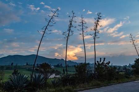 Agave flowers on blue background in dramatic sunsetの写真素材
