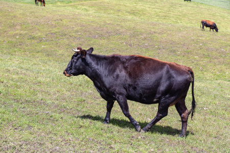 Andean landscape, cattle on farms on the slopes of the Cayambe volcanoの写真素材