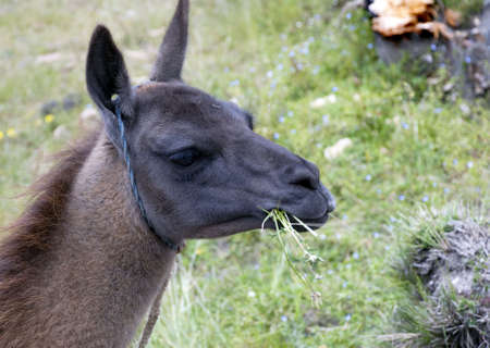 The llama is a very popular beast of burden to the Andes mountains.の写真素材