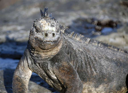 The marine iguana can only be found in the Galapagos islandsの写真素材