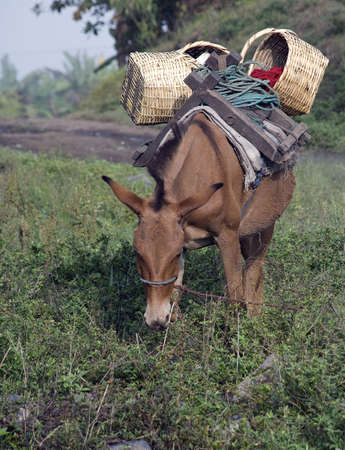 Mules are often used as pack animals in the Andes mountainsの写真素材