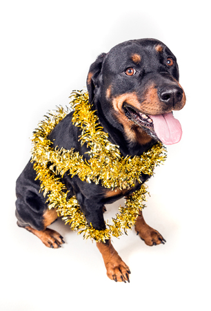 Festive dog in party tinsel isolated on white backgroundの写真素材