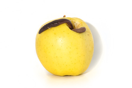 Rotten apple with a large worm isolated on white