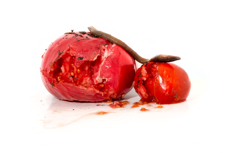 Two rotten tomatoes with a large worm isolated on whiteの写真素材