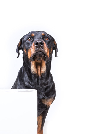 Dog sitting behind sign isolated on white backgroundの写真素材
