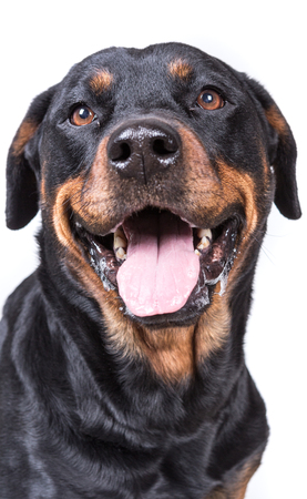 Happy curious dog isolated on white backgroundの写真素材