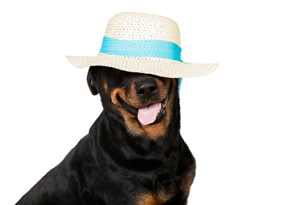 Happy dog wearing a floppy hat isolated on white backgroundの写真素材