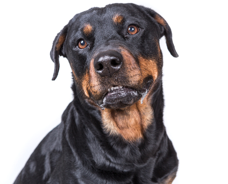 Happy curious dog isolated on white backgroundの写真素材