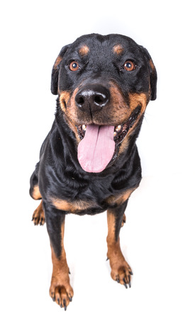 Happy curious dog isolated on white backgroundの写真素材