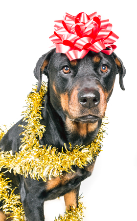 Festive dog in party tinsel and bow isolated on white backgroundの写真素材