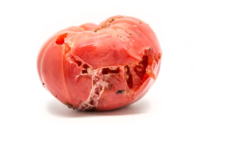 Single rotten tomato  isolated on whiteの写真素材