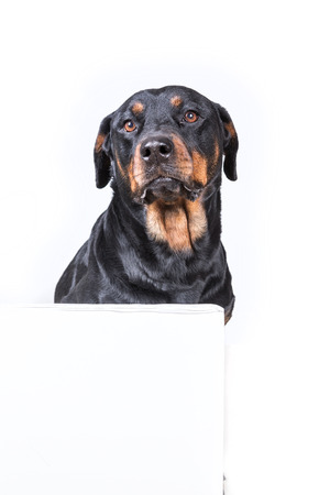 Dog sitting behind sign isolated on white backgroundの写真素材