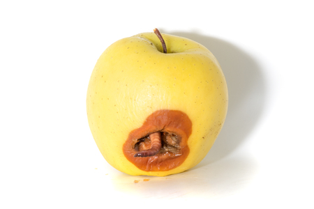 Rotten apple with a large worm isolated on whiteの写真素材