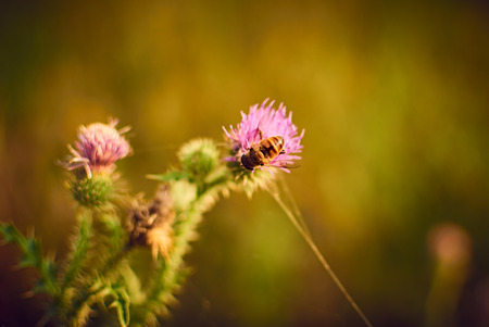 bee on a flower fieldの写真素材