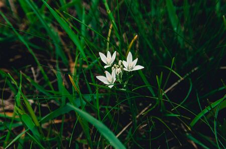 flowers in the grassの写真素材