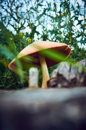 huge mushroomの写真素材