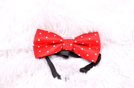 butterfly tie for the groomの写真素材