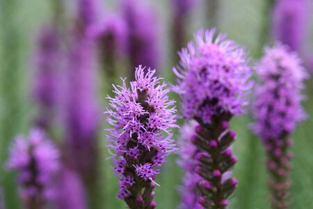 turquoise Liatris flowers on meadowの写真素材