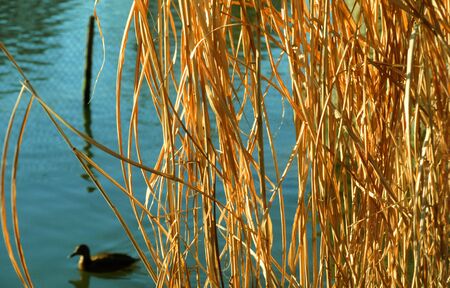October 1988, TÃ¼bingen, Germany: Duck swims through the reeds in autumnの写真素材