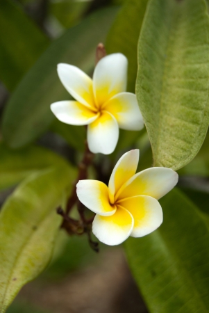 yellow and white flower in Ayutthaya,Thailandの写真素材