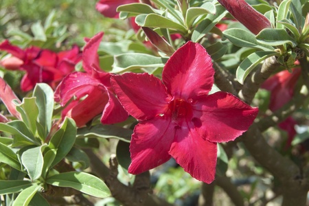 beautiful flower in pot, My gardenの写真素材