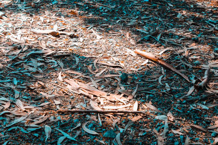 Soil texture. Background from soil. Textured surface. Bush texture. Nature wallpaper. Leaves texture. Vintage old leaves and bush surface.の写真素材