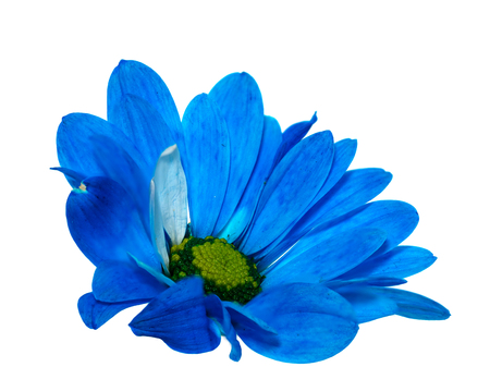 Blue flower on a White Background isolated with clipping path . For design . Closeup . Macro .の写真素材