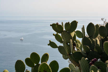 NICE, FRANCE - MARCH 13: Prickly Pear cactus overlooking the Mediterranean, cactus grows easily on...