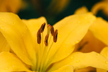 Macro photo of a yellow lily with drops of dew.の写真素材
