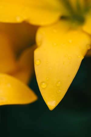 Macro photo of a yellow lily with drops of dew.の写真素材
