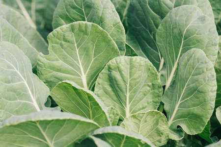 Close-up of cabbage growing on the groundの写真素材
