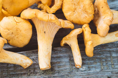 Handful of fresh chanterelles mushrooms on an old gray rustic table.の写真素材