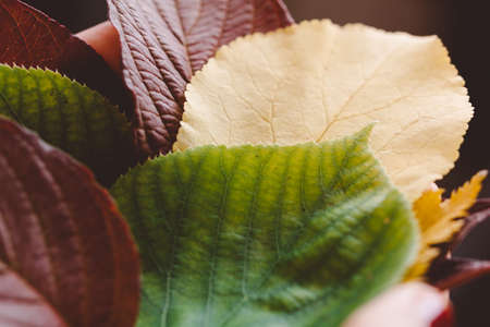 Background of multi-colored autumn leaves. Close-up.の写真素材