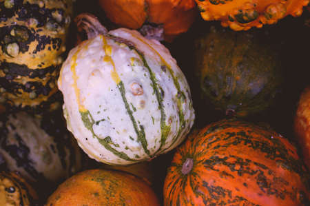 Background of white, orange and green small pumpkins. Autumn harvest concept.の写真素材