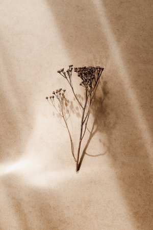 Abstract creative minimal composition with dry grass over kraft paper.の写真素材