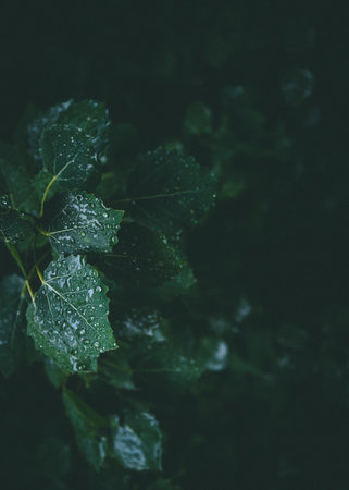 moody macro photography. Green foliage after rain in a dark forest.