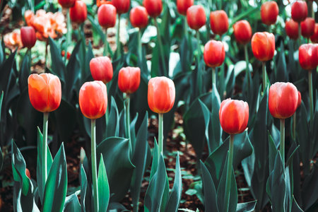 Full frame pink tulips spring background in a garden. The concept of bloom and srping.