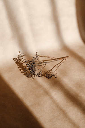 Abstract creative minimal composition with dry grass over kraft paper.の写真素材