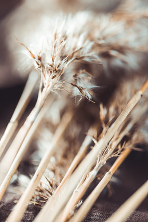 Macro view of dried grass for creating interior design decoration.の写真素材