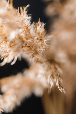Macro view of dried grass for creating interior design decoration.