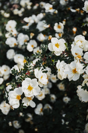Full frame of floral background, summer or spring concept.の写真素材