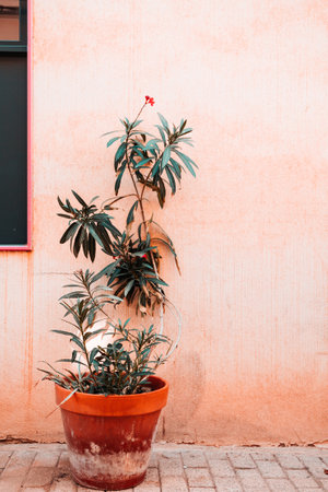 A houseplant in a pot is near pink wall on the city street in Malaga, Spain