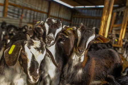 Goat cattle farm. Autonomous goats in a Spanish farm.の写真素材