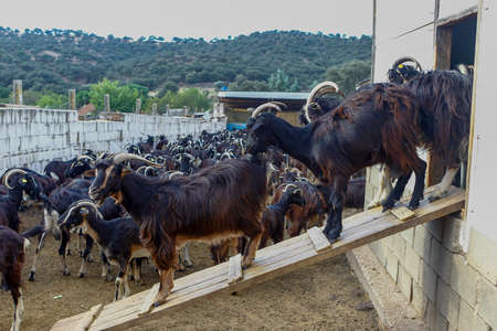 Goat cattle farm. Autonomous goats in a Spanish farm.