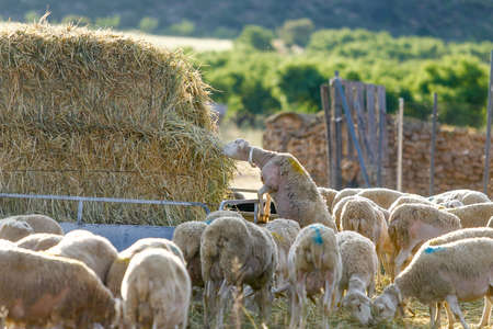 Breeding of sheep in a farm. Livestock exploitation in Spain.の写真素材
